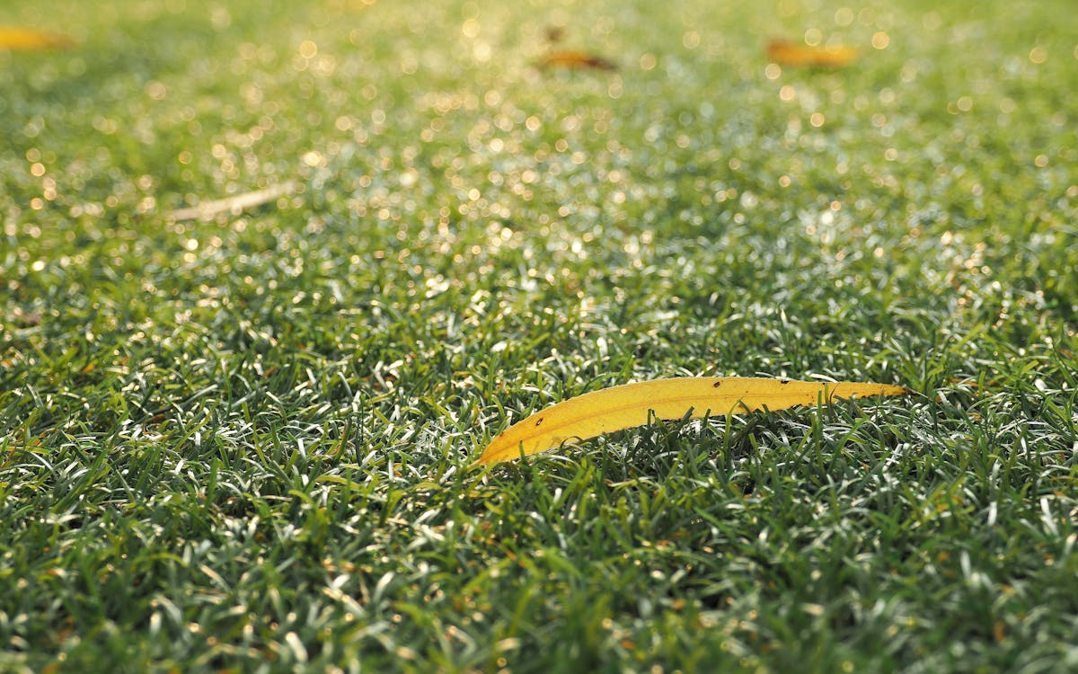 Güneş ışığında yeşil golf sahası manzarası